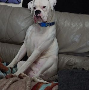 Meet your Posher, Joy